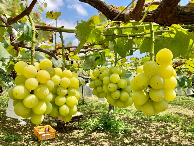 藤野ぶどう園直売所
