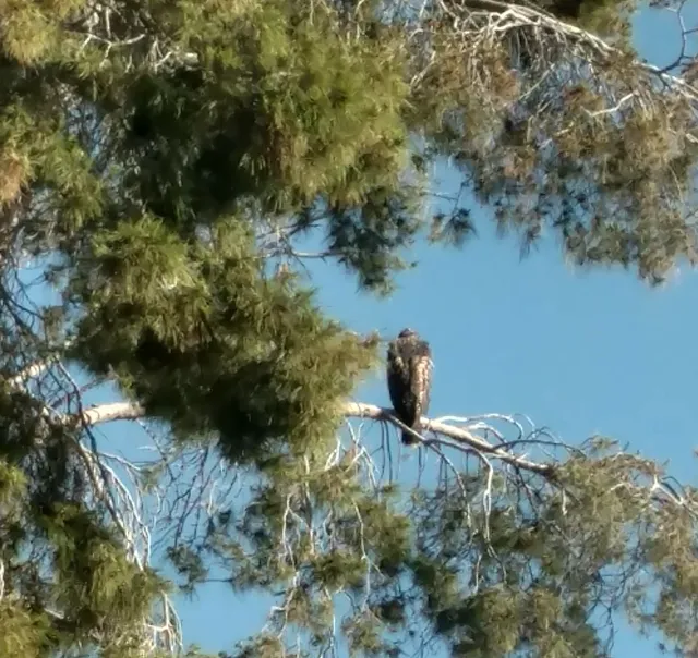 Tucson Bird Alliance