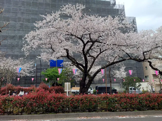 Harimazaka Sakura-namiki