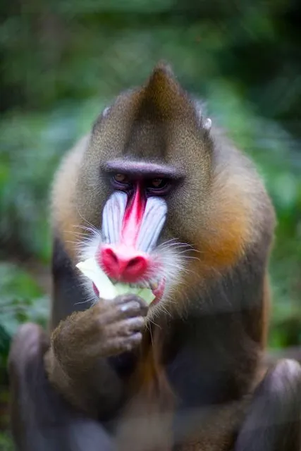 Parc de la Méfou (Ape Action Africa)
