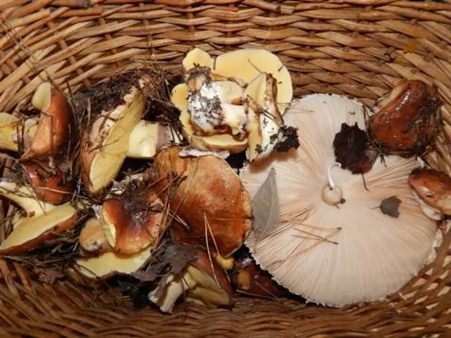 Castelo Do Reino Encantado - Arte Armorial