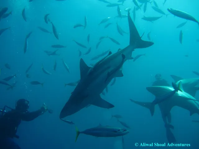 Aliwal Shoal Adventures