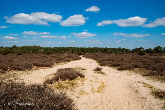 Drouwenerzand (Drenthse Hondsrug)