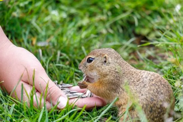 Muranska planina syslia lúka