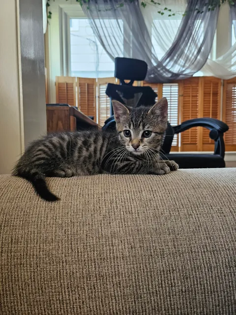 Plainfield Area Humane Society