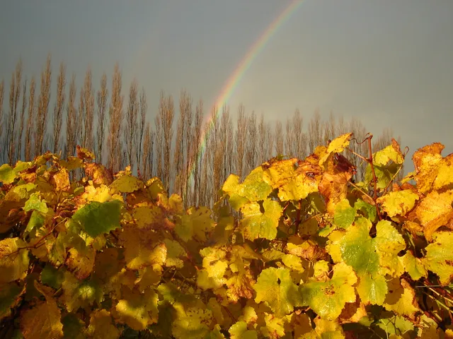 Richmond Plains Wines