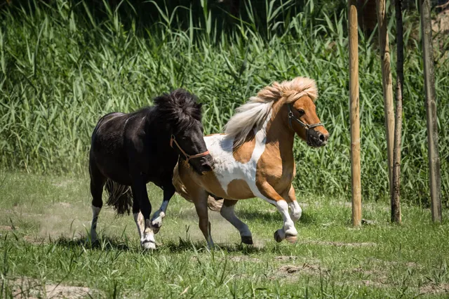 Educational and tourist center Naturum