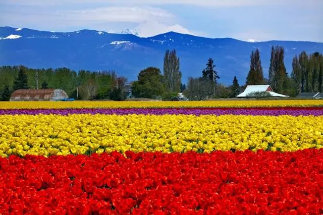 Skagit Valley