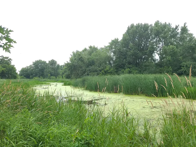 Churchill Woods Forest Preserve