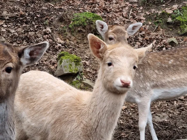 Gehege im Hülsenbecker Tal Ennepetal
