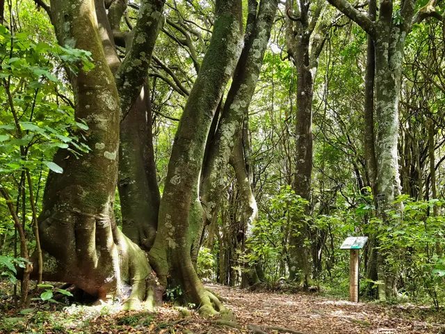 Redwood Bush Reserve