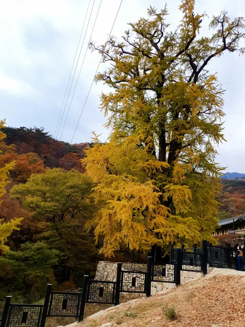 Yongmunsa Ginkgo Tree