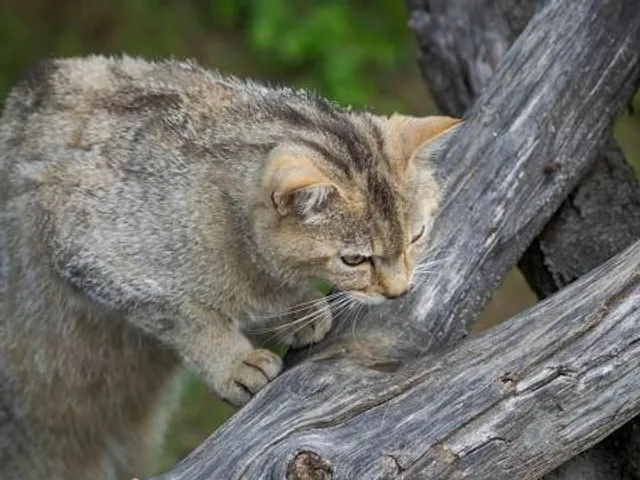 Wildkatzendorf Hütscheroda