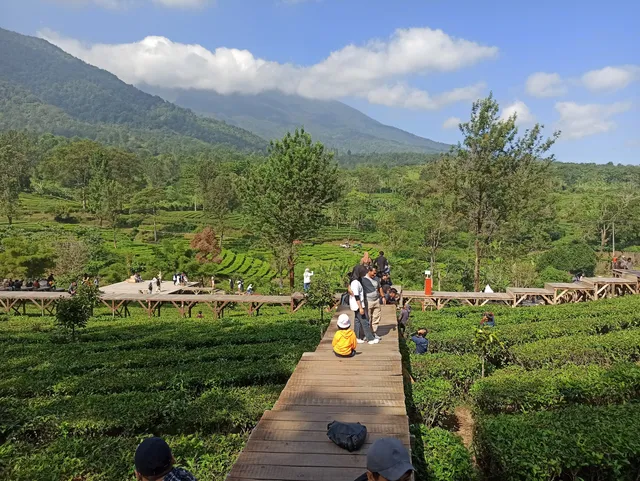 GUNUNG MAS TEA BRIDGE