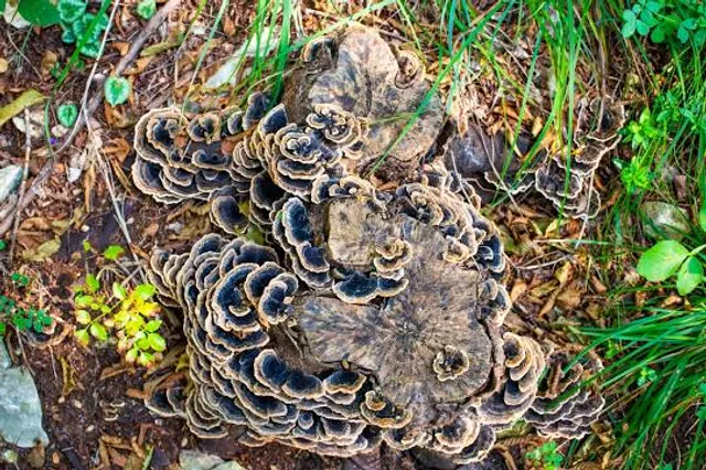 Big River Management Area