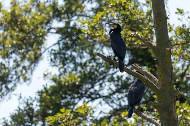 Felmersham Gravel Pits