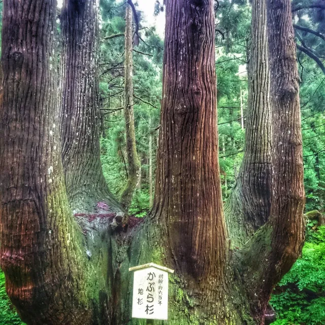 Kabura-sugi Japanese Cedar