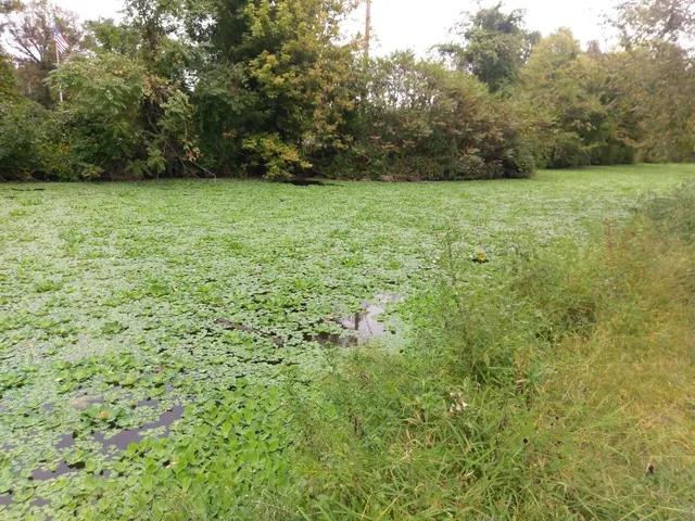 Longford Park/Reynolds' Dog Park