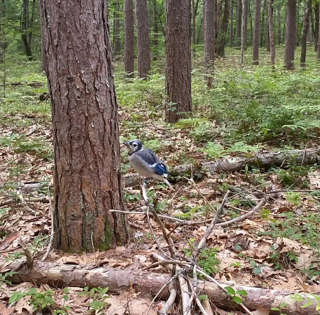 photo-2