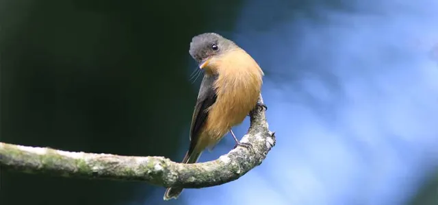 St. Lucia Birding & Wildlife Ambassadors
