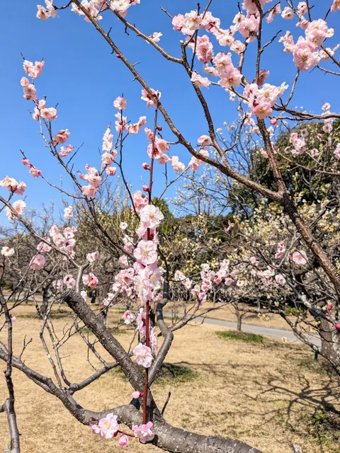 Mukaiyama Ryokuchi Greens Ume Plum Orchard