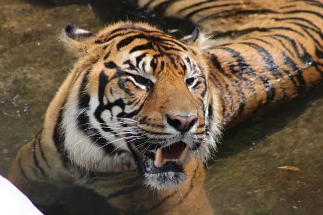 Carolina Tiger Rescue