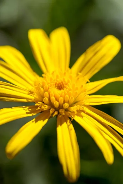 Bio-Aromatique de l'Ourika Garden