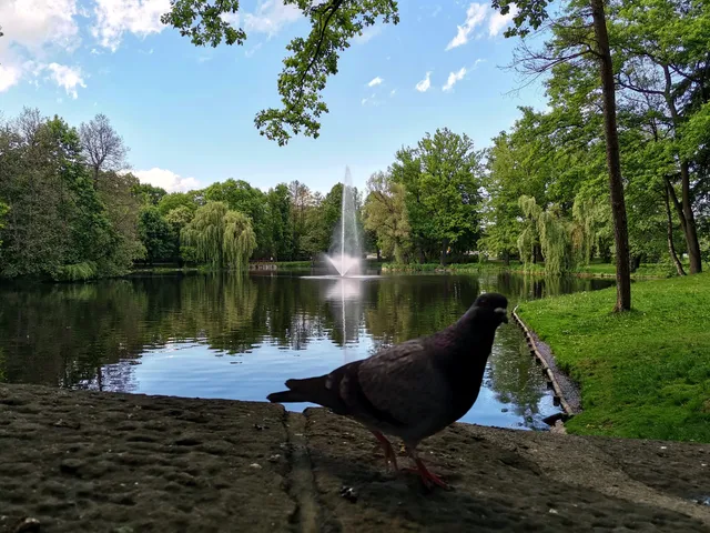 Staw w Parku Norweskim