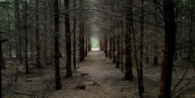 Black Park Country Park