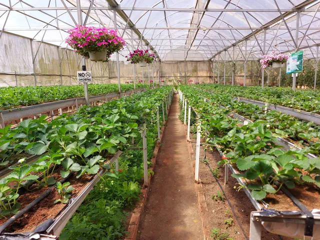 Nhật Strawberry garden