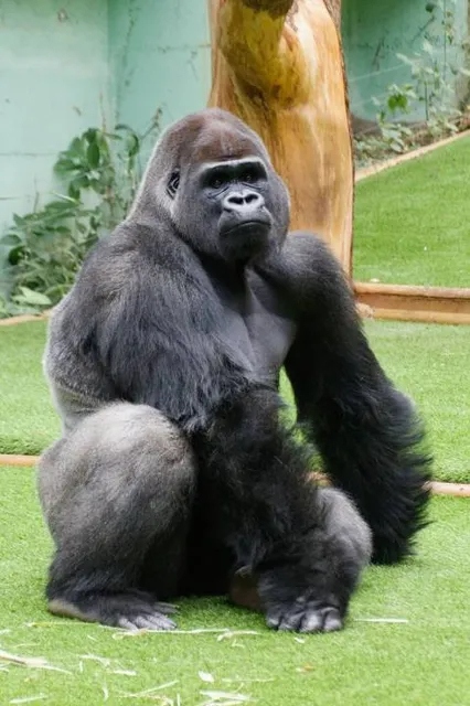 Parc zoologique de Saint-Martin-la-Plaine