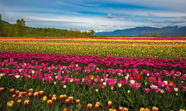 Parco Beranu Froriu Turri | Tulipani in Sardegna