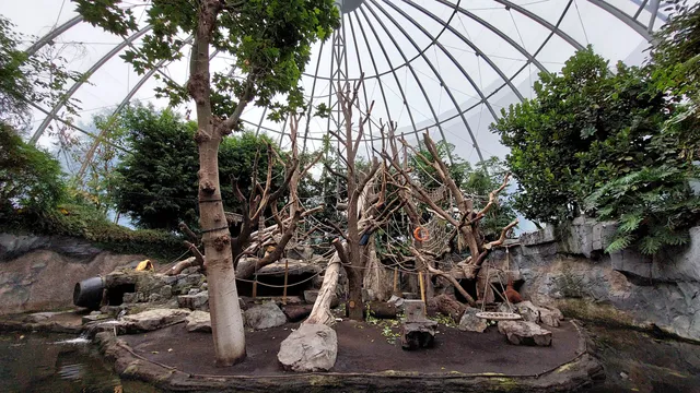 Orangutan Dome