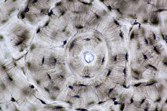 Di-Maccio Art Museum, The Forest of Taiyo