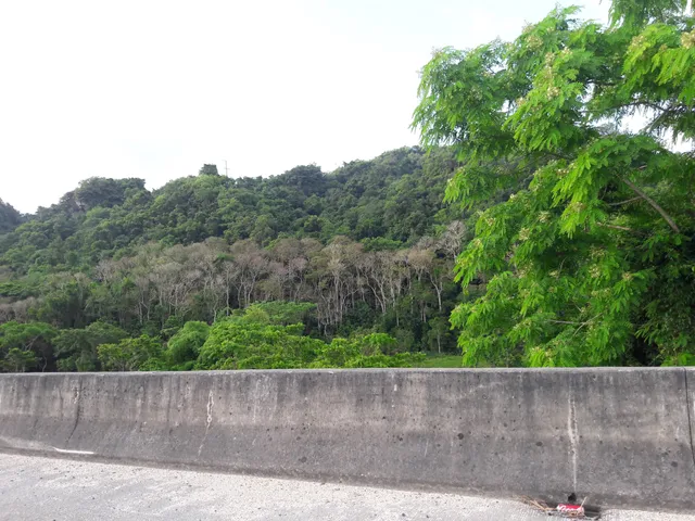 Bosque Estatal de Vega Alta
