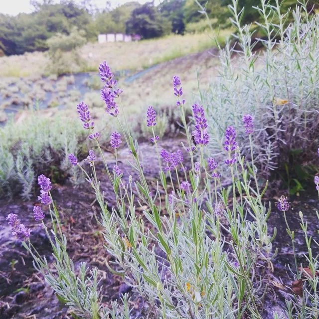 ユメノウジョウ