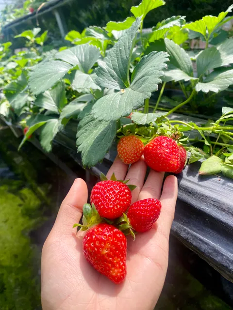 Vườn Cà Chua Đen