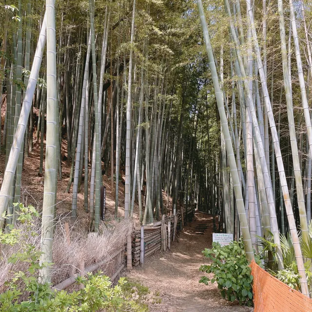 Root Shore Ancient Tombs