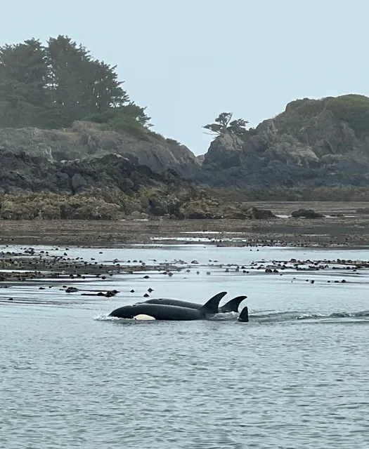 Cameron Ocean Adventures