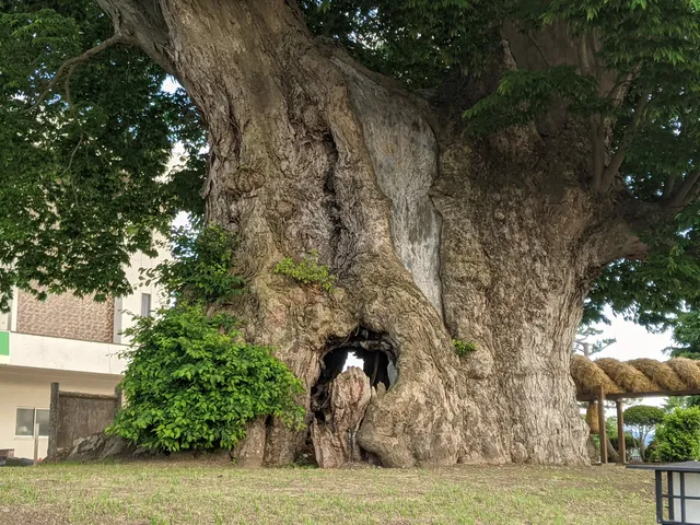 Large Zelkova of Higashine
