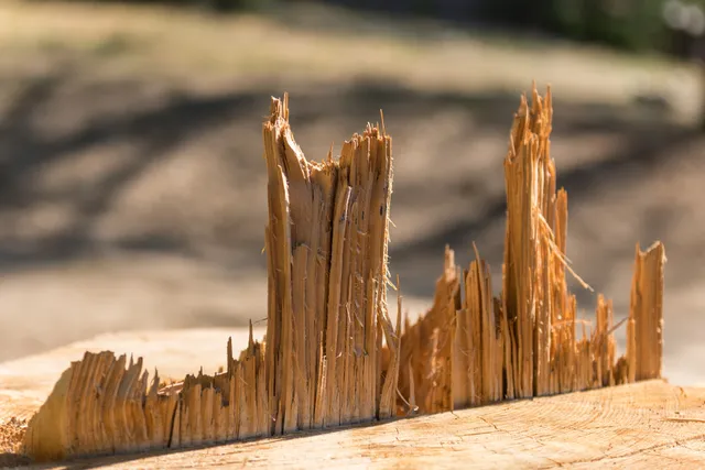 Idyllwild Pines Camp