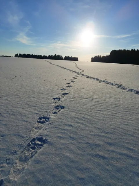 Walberngrüner Gletscher