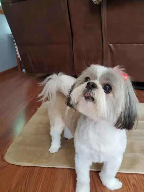 Moore Veterinary Hospital