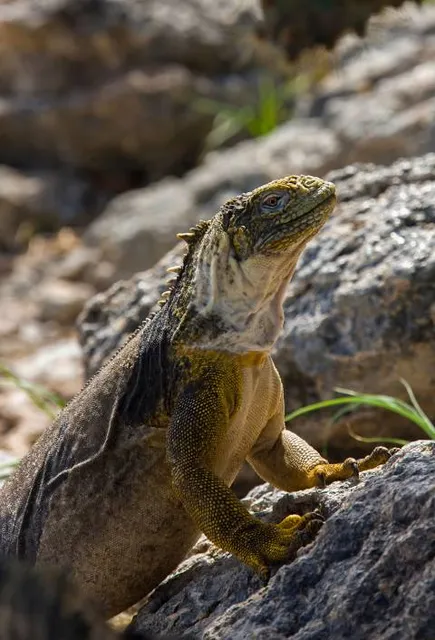 Anthony's Shaft Mining Museum