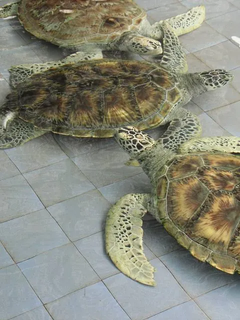 Segari Turtle Sanctuary