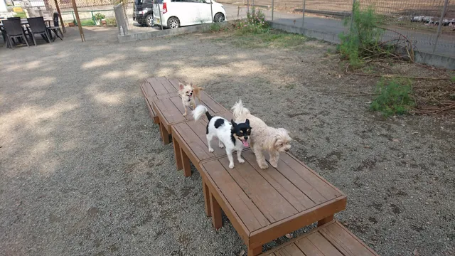 チビクロハウス ドッグランカフェ