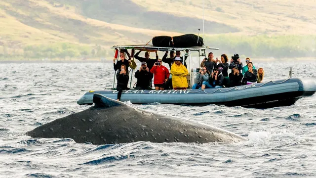 Hawaii Ocean Rafting Whale Watch and Snorkel