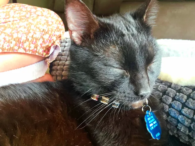 Kitty Kat Haven & Rescue