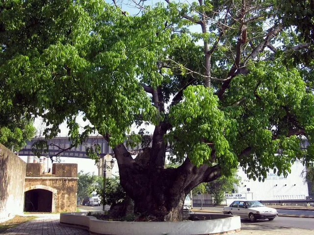 Ceiba de Colón