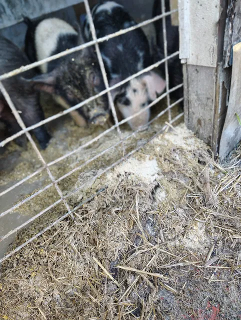 Windy Prairie Farm LLC